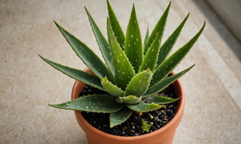 Beneficiile Aloe Vera ca Medicament Natural